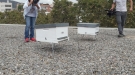 Els pol·linitzadors i l'apicultura a les ciutats com a valors per la biodiversitat