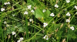 Solucions basades en la natura: Ambients aquàtics i basses naturalitzades